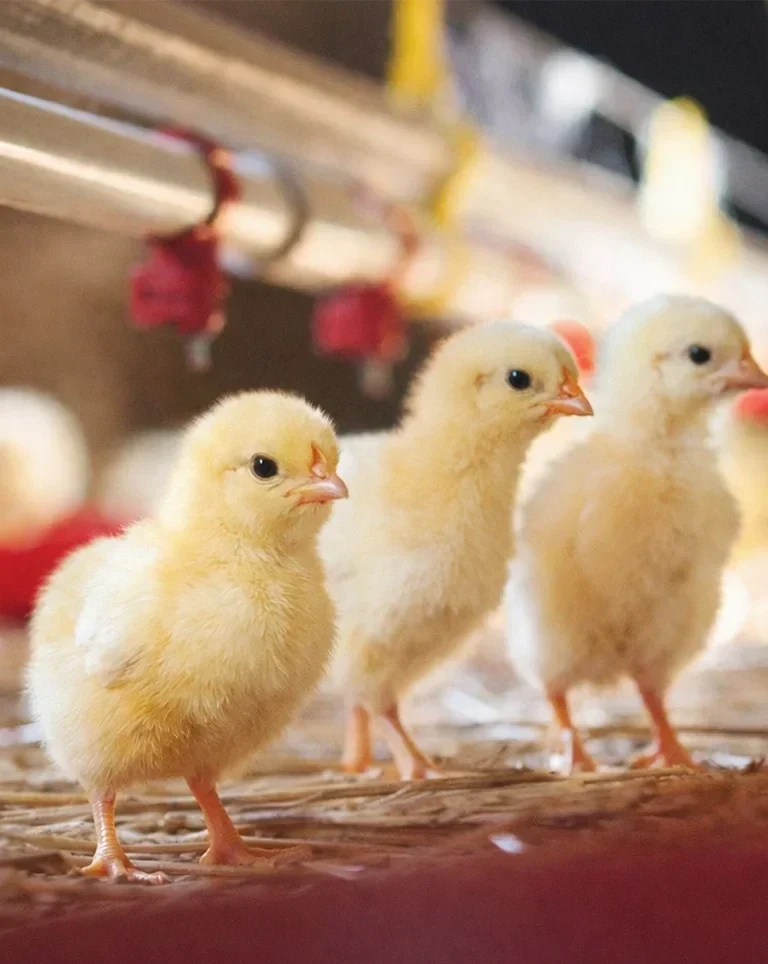 creation site internet agence strategie groupe azalea agence web vannes azelty